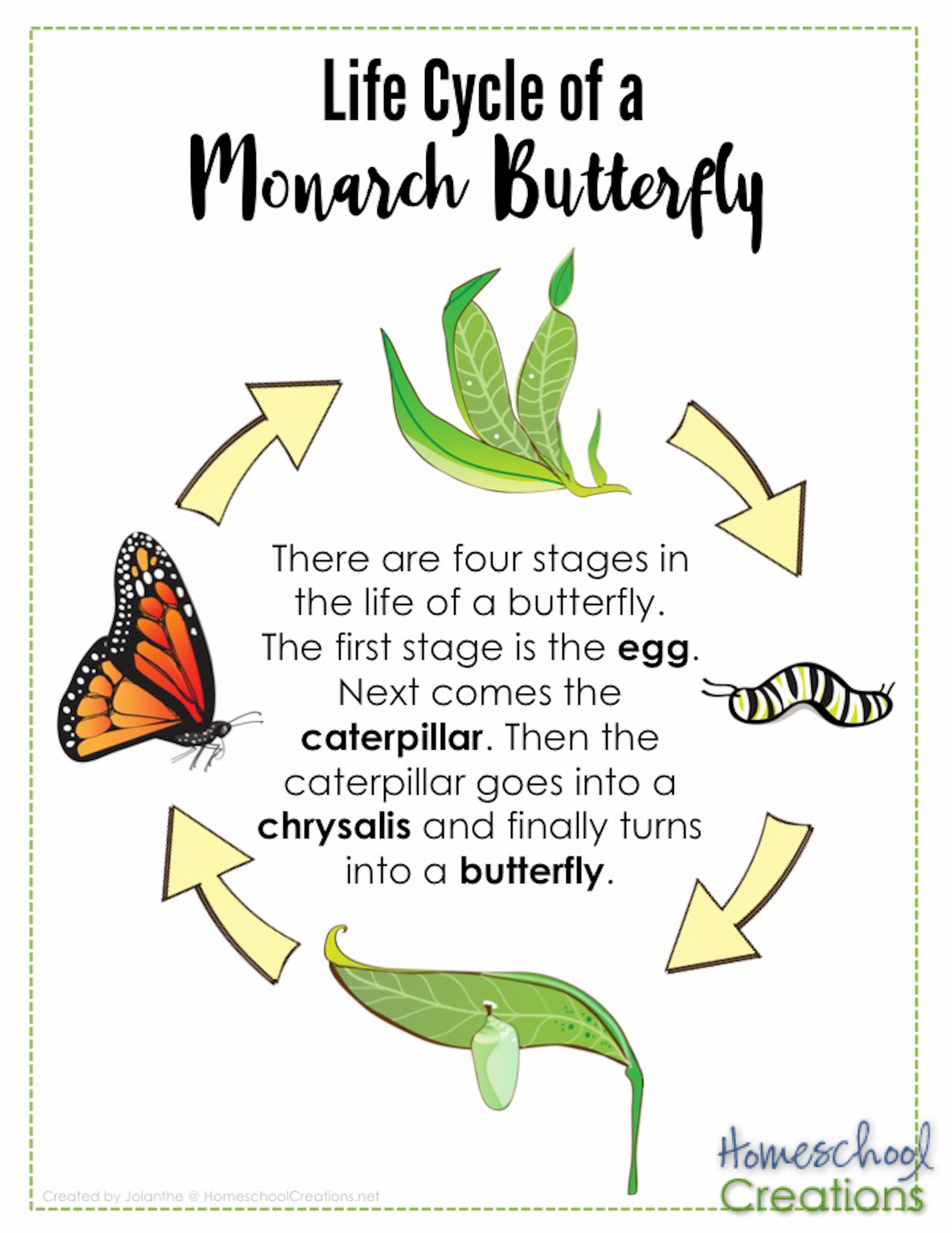 Life Cycle of Monarch Butterfly Poster