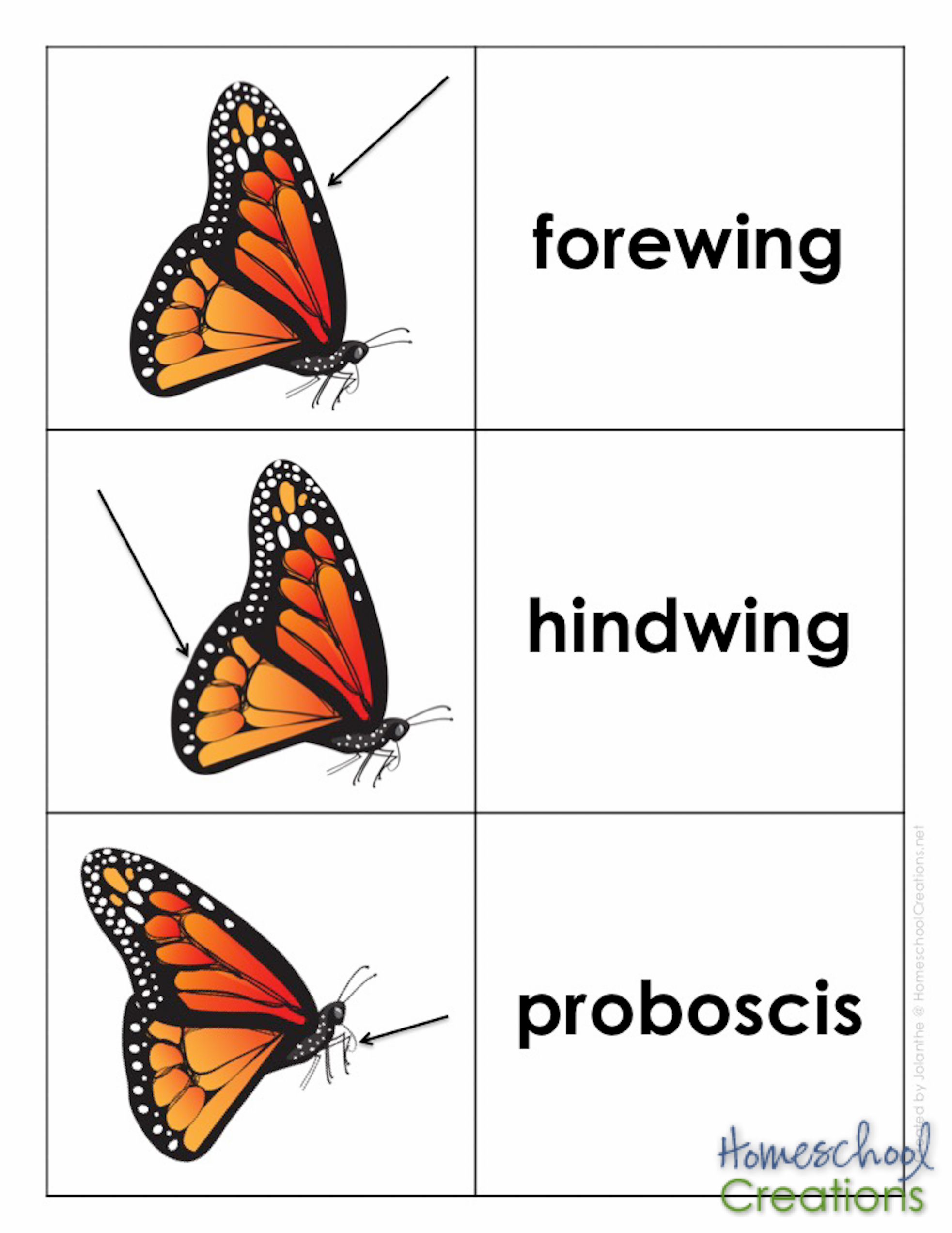 monarch-vocabulary-words-homeschoolcreations