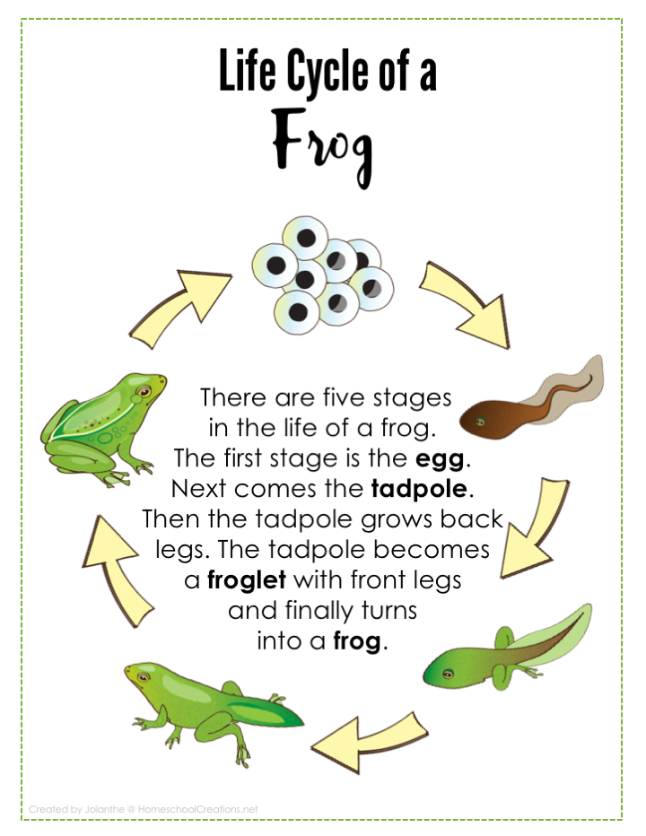 Frog Life Cycle Printables