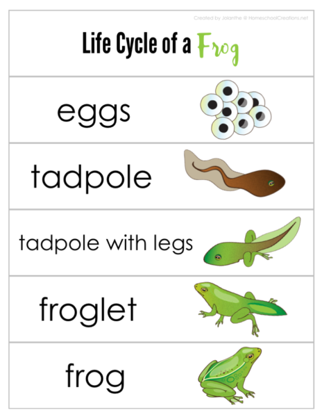 Life Cycle Of A Frog Printable Free