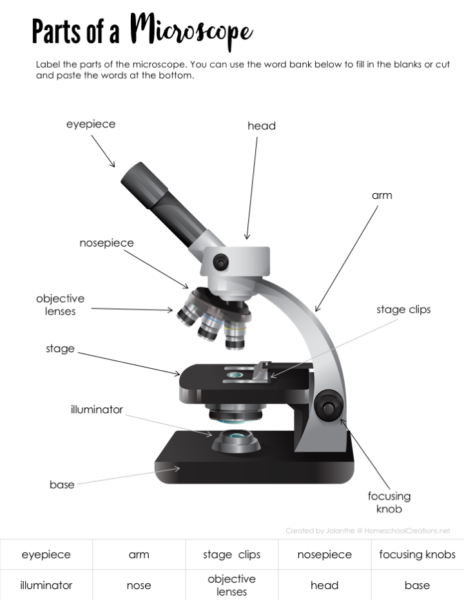 worksheets microscope slide