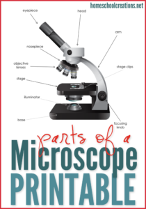 Parts of a Microscope - Free Printable